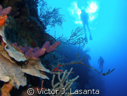 diving the wall at efra wall in  parguera area, PUERTO RICO by Victor J. Lasanta 